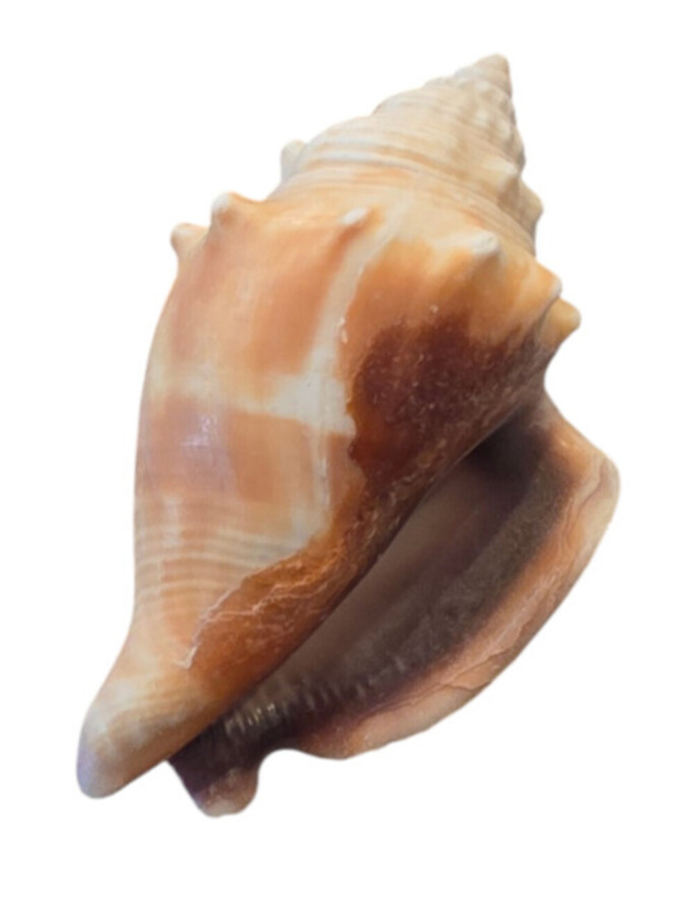 Florida Fighting Conch Shell Small Nautical Decor